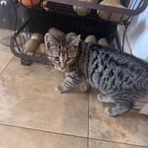 Thumbnail photo of Hermione #2