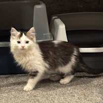 Thumbnail photo of Coconut #1