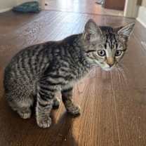 Thumbnail photo of Pomegranate #1