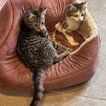 Thumbnail photo of Pomegranate #3