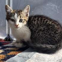 Thumbnail photo of Sunflower #1