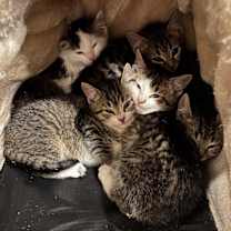 Thumbnail photo of Sunflower #3