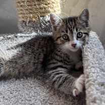 Thumbnail photo of Sesame #2