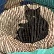 Thumbnail photo of Nior #2