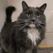 Thumbnail photo of Houdini #3