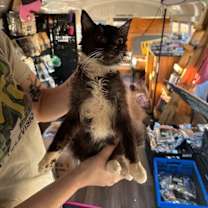 Thumbnail photo of Goldfinger #3