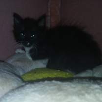 Thumbnail photo of Dr. "Julius" No #2