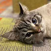 Thumbnail photo of Sesame #2