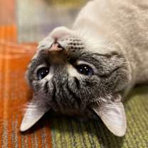 Thumbnail photo of Sesame #3