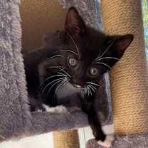 Thumbnail photo of Pop Tart #1