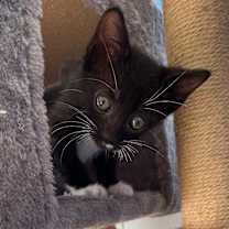 Thumbnail photo of Pop Tart #2