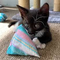 Thumbnail photo of Pop Tart #3