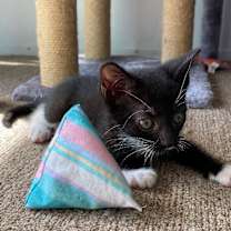 Thumbnail photo of Pop Tart #4