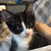 Thumbnail photo of Clifford #1