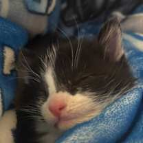 Thumbnail photo of Clifford #2