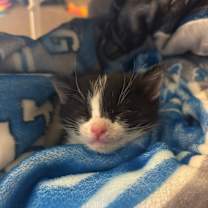 Thumbnail photo of Clifford #3