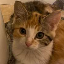 Thumbnail photo of Whip #2