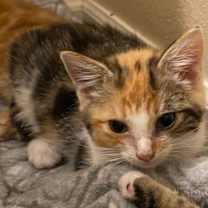 Thumbnail photo of Whip #3