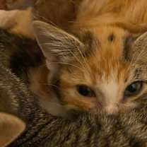 Thumbnail photo of Whip #4