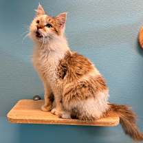 Thumbnail photo of New York Cheesecake #2