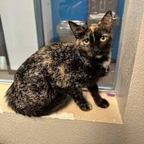 Thumbnail photo of Yogurt #1