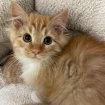 Thumbnail photo of Muesli #1