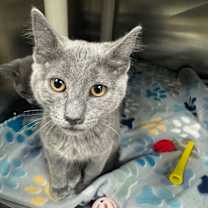 Thumbnail photo of Silvermist-Adoptable Awaiting S/N #1