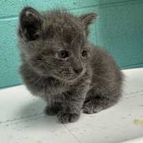 Thumbnail photo of Silvermist-Adoptable Awaiting S/N #2