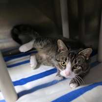 Thumbnail photo of Captain Whiskers-Adoptable #2