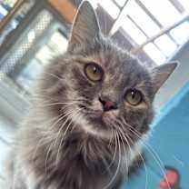 Thumbnail photo of Diamond #1