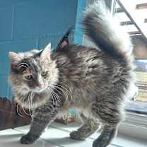 Thumbnail photo of Diamond #2