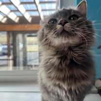 Thumbnail photo of Diamond #4