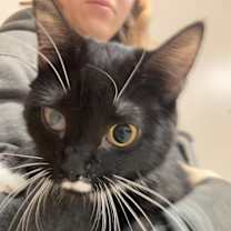 Thumbnail photo of Echidna #3