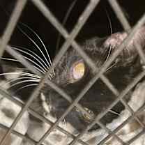 Thumbnail photo of Echidna #4