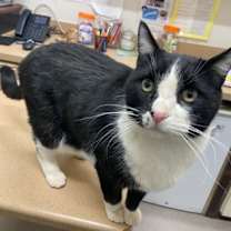 Thumbnail photo of Mittens #1