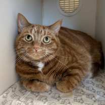 Thumbnail photo of Loza #2