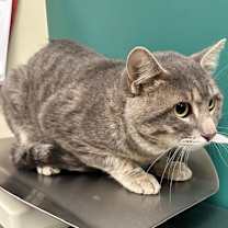 Thumbnail photo of Gray *SN* #2