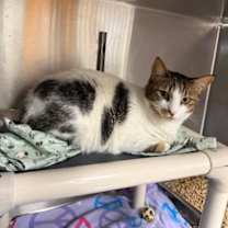 Thumbnail photo of Satoshi- Bonded with Saidi #1