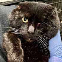 Thumbnail photo of Captain Jack #1