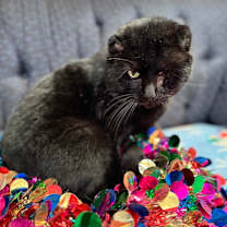 Thumbnail photo of Captain Jack #2