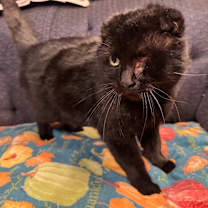 Thumbnail photo of Captain Jack #3