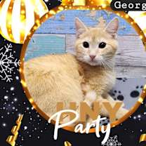 Thumbnail photo of Georgie #1