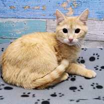 Thumbnail photo of Georgie #2