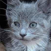 Thumbnail photo of Bond (bonded w/ Moneypenny) #1