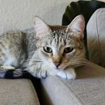 Thumbnail photo of Chloe (Courtesy Post) #1