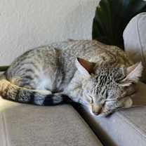 Thumbnail photo of Chloe (Courtesy Post) #2