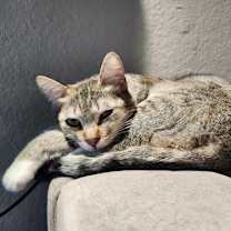 Thumbnail photo of Chloe (Courtesy Post) #3