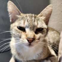 Thumbnail photo of Chloe (Courtesy Post) #4