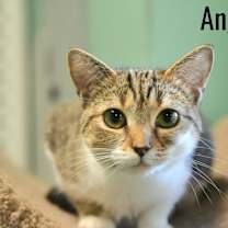 Thumbnail photo of Angelfish #1