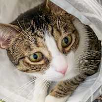 Thumbnail photo of Jax #1